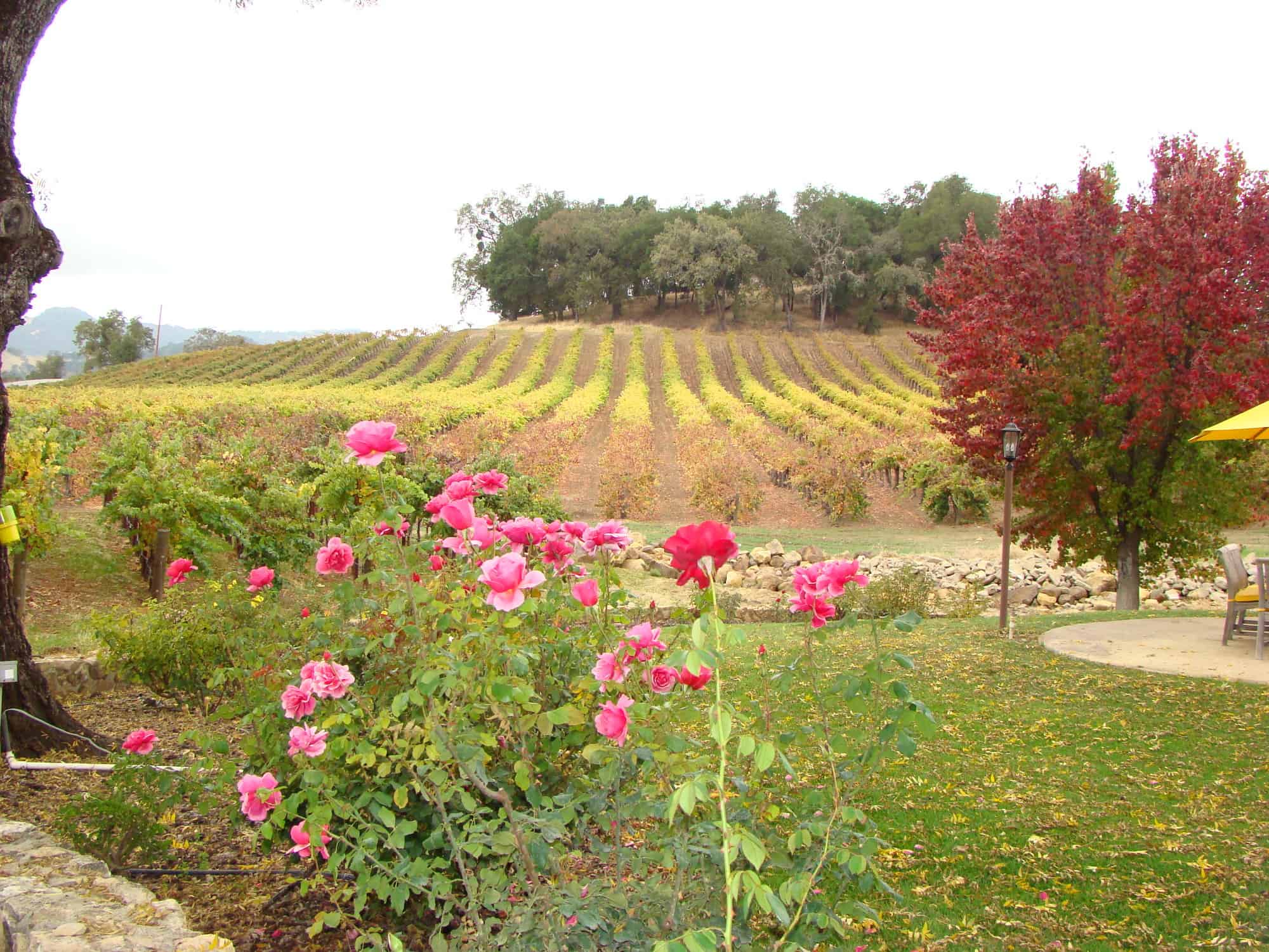 Conversation Series: Defending the Faith Over a Syrah