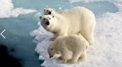 Polar Bears CNN