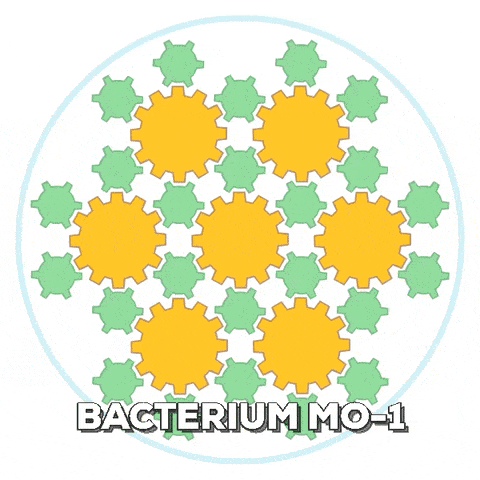 bacterium-mo-1