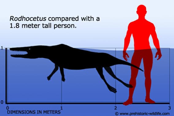 rodhocetus-size